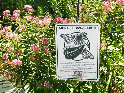 Monarch Butterfly Waystation